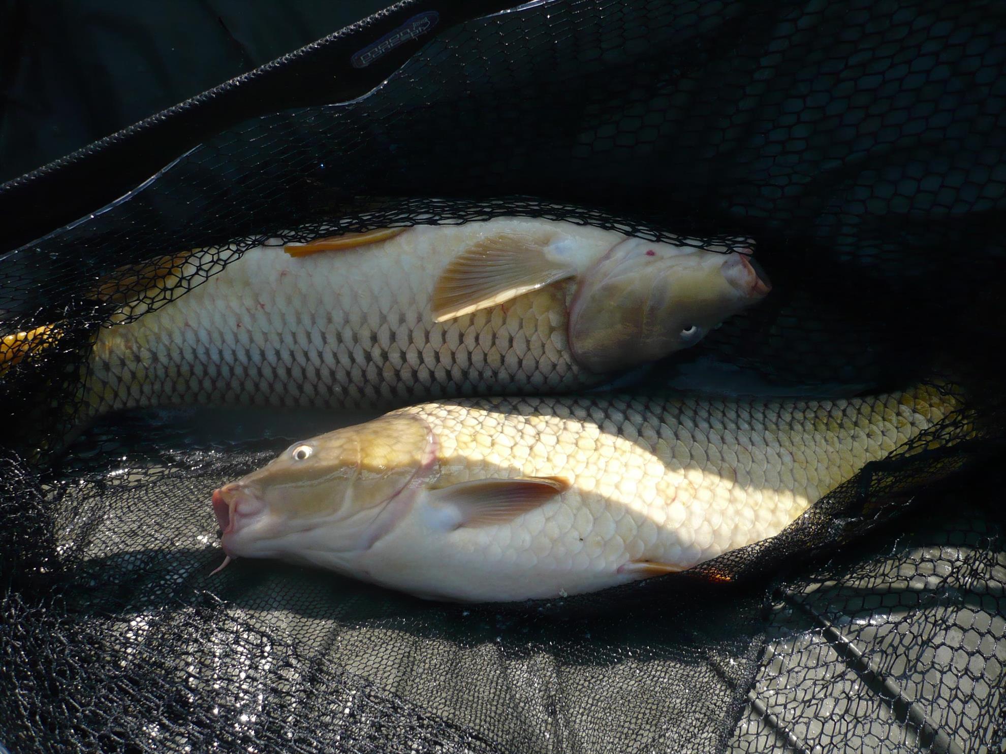 MV2 - 24.OCT.2013 - p1010837.JPG